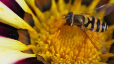 çiçek ve arı oturan sarsıldı,
