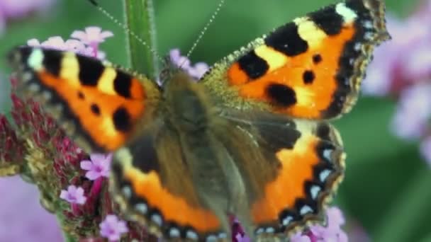 Mariposa se arrastra sobre flores de inflorescencia — Vídeo de stock