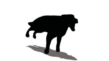 köpek açık ağzı ile çalışır.