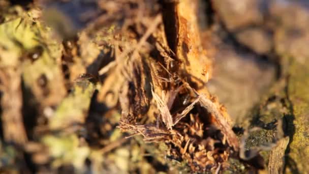 Montón de hormigas rojas en el árbol, tiro de cerca — Vídeos de Stock