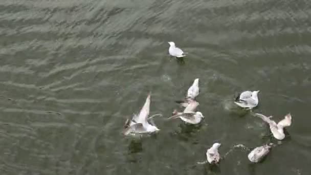 Vista dall'alto verso il basso su alcuni piccoli gabbiani che giocano in acqua e fanno schizzi — Video Stock