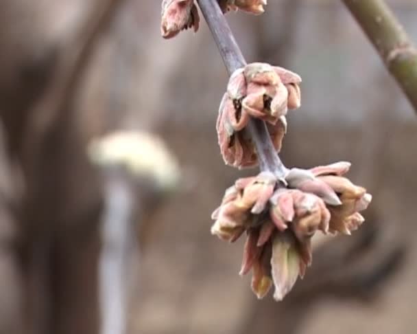 Tree branch — Stock Video