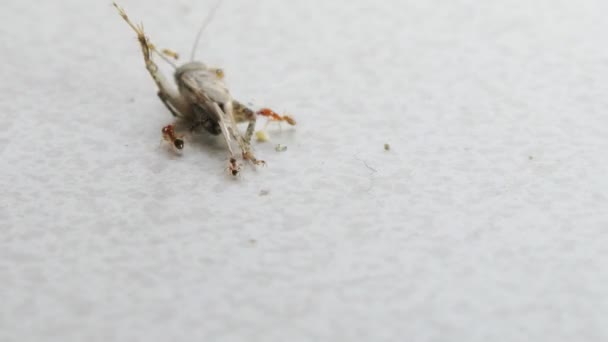 Les fourmis emportent une sauterelle morte .