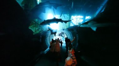 Köpekbalıkları ile Oceanarium