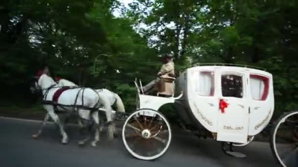 Pferdepaar zieht Kutsche mit Kutscher auf Straße — Stockvideo