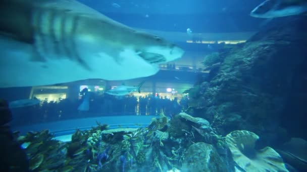 Haai zwemmen op zeer nauwe schot in aquarium in dubai mall — Stockvideo