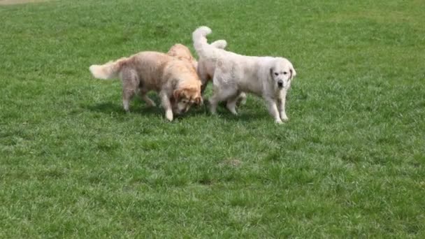 Четыре собаки на траве в летнем парке — стоковое видео