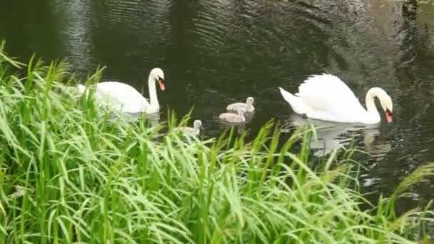Pareja de cisnes blancos con polluelos en el estanque — Vídeo de stock