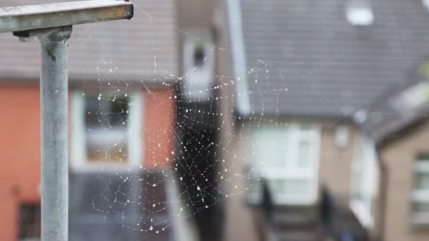 Spiderweb on a very close shot, Irish houses on background — Stock Video