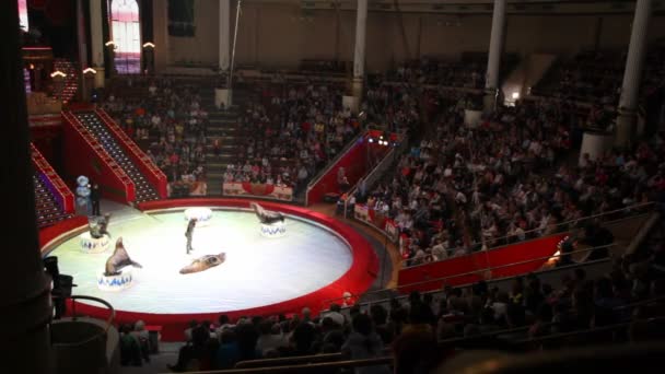 Arena em Moscou Nikulin Circus desempenho com selos e ator, Moscou, Rússia — Vídeo de Stock