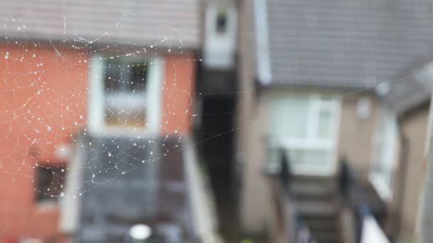 Spiderweb en un plano muy cercano, casas irlandesas en el fondo — Vídeos de Stock