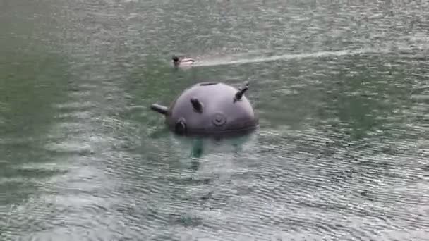 Canard nageant devant la mine de la mer dans l'eau de la marine exposition — Video