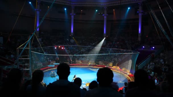 Show with tigers in the Old Nikulin Circus on Tsvetnoy Boulevard, Moscow, Russia — Stock Video