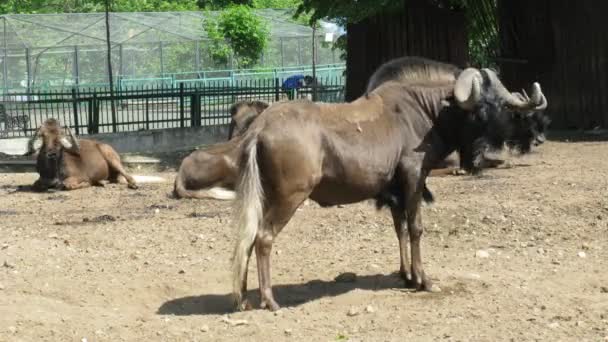 모스크바, 러시아에 있는 동물원에서 노천 장에 궁 노루 황소. — 비디오