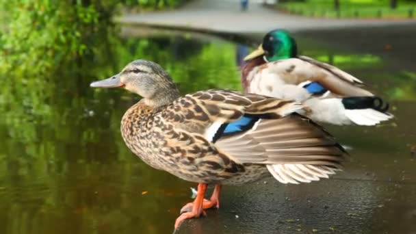 Two ducks are sitting very close to river in park — Stock Video