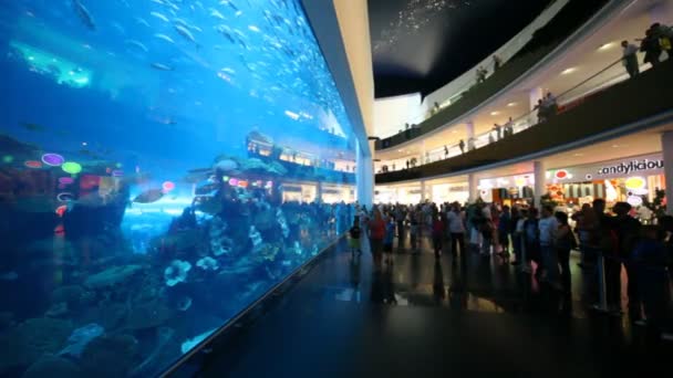 У океанаріум всередині торгового центру dubai mall — стокове відео