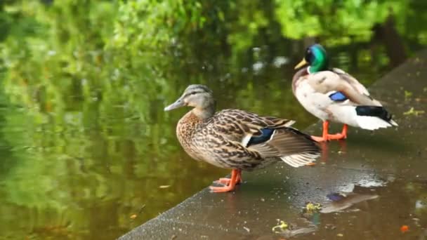 Dois patos estão sentados muito perto do rio no parque — Vídeo de Stock