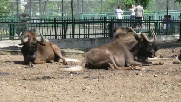 Dos bueyes almizcleros en una jaula al aire libre en un zoológico de Moscú, Rusia — Vídeos de Stock