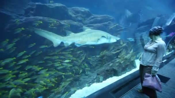 Mujer en oceanario moviéndose hacia atrás mirando a los peces — Vídeos de Stock