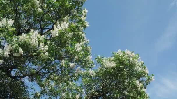 Blanco y lila lila contra el cielo de verano . — Vídeos de Stock