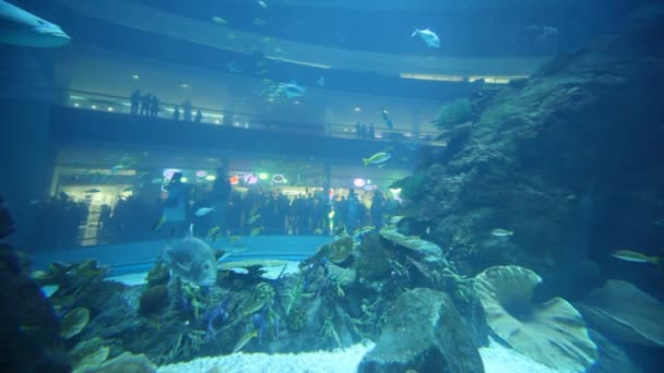 Un acuario increíble dentro del Dubai Mall — Vídeos de Stock