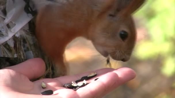 Squirrel eats sunflower seeds from palm of person's hand . — Αρχείο Βίντεο