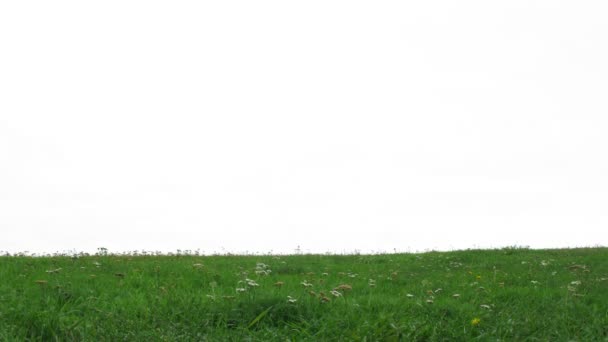 Newlywed pair walks on grass — Stock Video