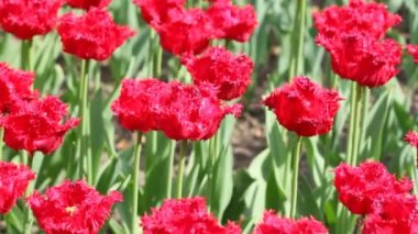 Kırmızı lalelerle çiçeklenmiş