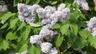 rüzgarda sallanan beyaz leylak