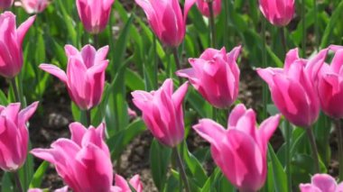 Pembe Laleler, closeup flowerbed