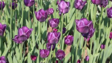 flowerbed Menekşe Lale ile