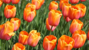 Turuncu laleler, yuri gagarin sıralama