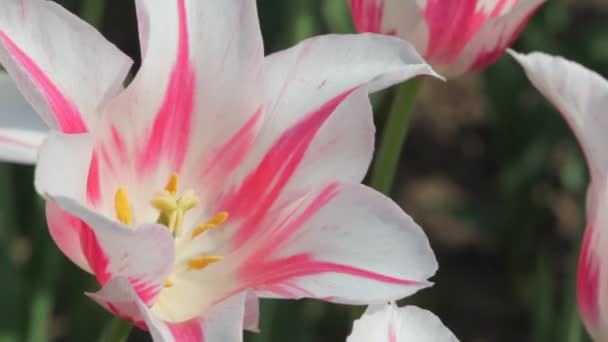 Tulipa, close-up de canteiro de flores — Vídeo de Stock