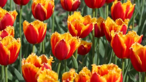 Floraison avec tulipes orange et jaune 
