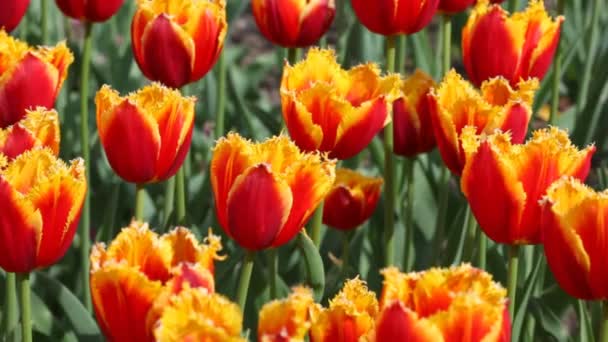 Cama de flores com tulipas laranja e amarela — Vídeo de Stock