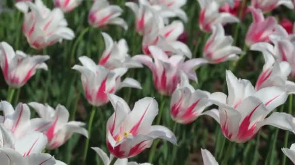 Cama de flores com tulipas brancas e vermelhas — Vídeo de Stock