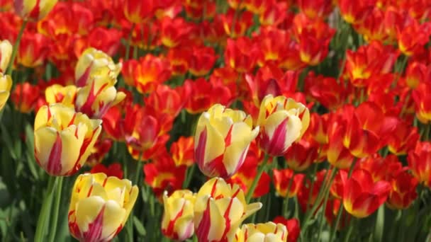 Campo di fiori di tulipano — Video Stock