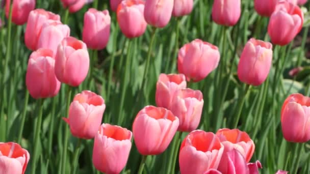 Roze tulpen, menton sorteren — Stockvideo