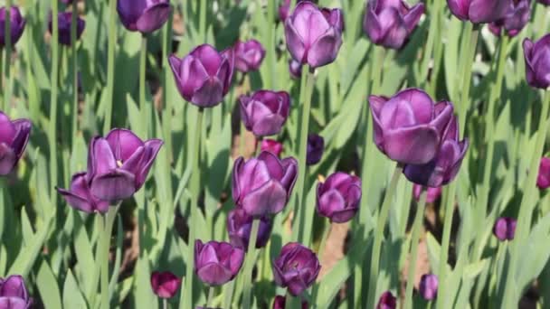 Macizo de flores con tulipanes violetas — Vídeo de stock