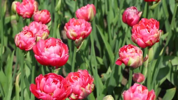 Růžové tulipány, proslulost jedinečným sor — Stock video