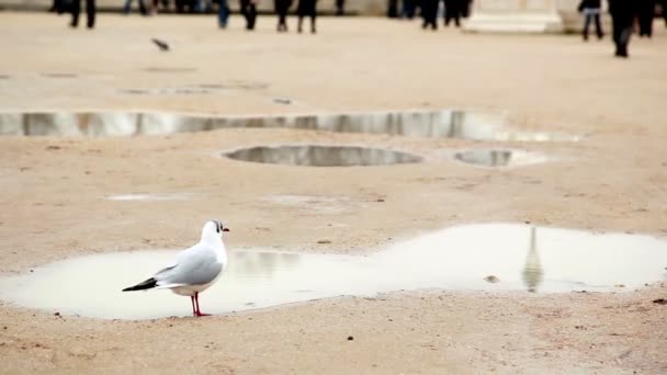 Птица проходит через песок на фоне луж — стоковое видео