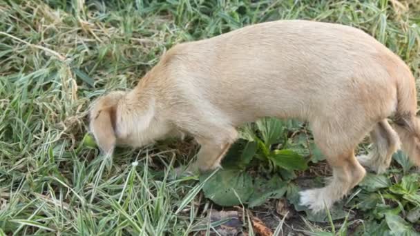 Verdwaalde hond likt doos met yoghurt in gras. — Stockvideo