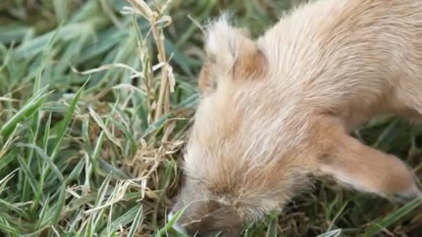 Gros plan de chien errant lèche boîte avec du yaourt dans l'herbe . — Video