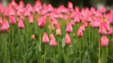 çiçek yatak ile pembe laleler