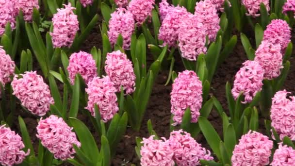 Camas de flores com jacintos brilhantes — Vídeo de Stock