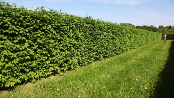 Vrouw loopt op gras in de buurt van groene struiken — Stockvideo