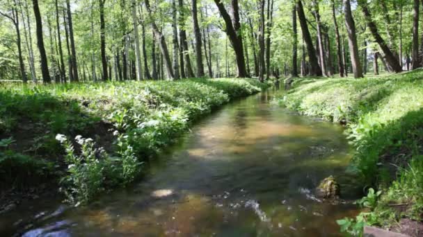 Ροή του νερού που ρέει μεταξύ καταπράσινο δάσος — Αρχείο Βίντεο