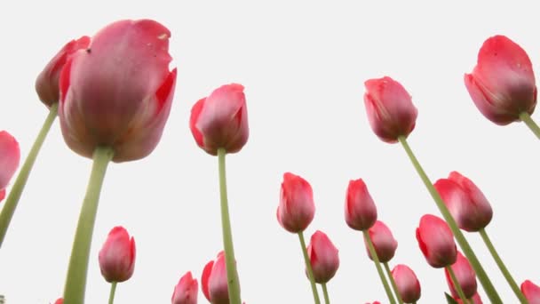 closeup růžových tulipánů