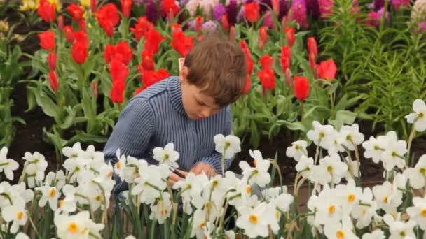 Little boy sits on footpath near flowerbeds — Stock Video