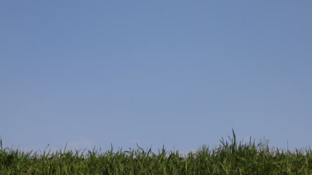 Little girl goes on green grass — Stock Video